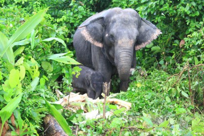 বঙ্গবন্ধু সাফারি পার্কে প্রথম হস্তি শাবকের জন্ম 