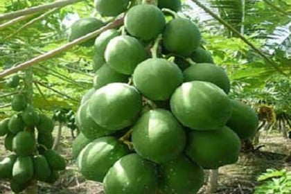 কাঁচা পেঁপের পুষ্টিগুণ