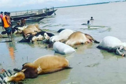 রাজবাড়ীতে ট্রলার ডুবে ৩০ গরুর মৃত্যু, নিখোঁজ ২৬