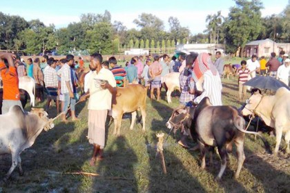 দিনাজপুরে পশুর হাটে ছোট গরুর চাহিদা বেশি