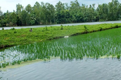 বগুড়ার দুই উপজেলায় পানির নিচে ৫ হাজার হেক্টর খেত 