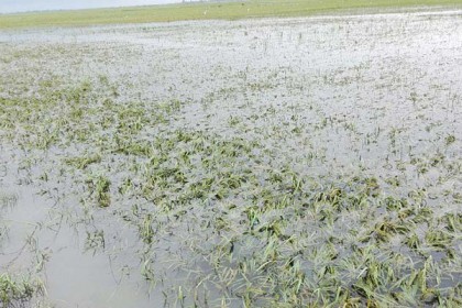 সিংড়ায় বন্যায় কৃষি খাতে ক্ষতি ১২০ কোটি টাকা