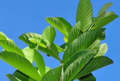 চুল পড়া সমস্যা সমাধানে পেয়ারা পাতা