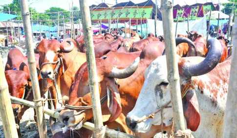 রাজধানীর কোরবানির হাটগুলোতে ক্রেতা কম