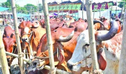 রাজধানীর কোরবানির হাটগুলোতে ক্রেতা কম