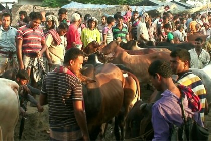 নওগাঁয় এখনো জমেনি পশু বেচা-কেনা, চিন্তিত খামারিরা