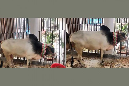এবারও এফডিসিতে কোরবানি দিবেন পরীমণি
