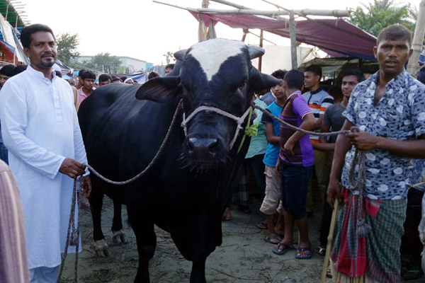 আয়েশি সওদাগরের দাম সাড়ে ১২ লাখ টাকা