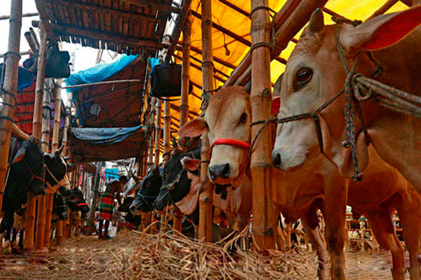 হাটে গরু-ছাগলের সমাহার, বিক্রি কম