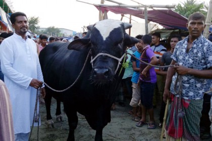আয়েশি সওদাগরের দাম সাড়ে ১২ লাখ টাকা