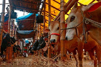 হাটে গরু-ছাগলের সমাহার, বিক্রি কম