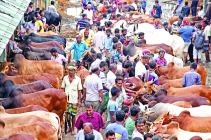 গরুর বাজার 'উল্টা-পাল্টা'