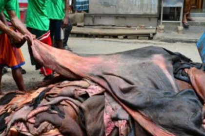 ভারতে চামড়া পাচার রোধে সীমান্তে সতর্কতা