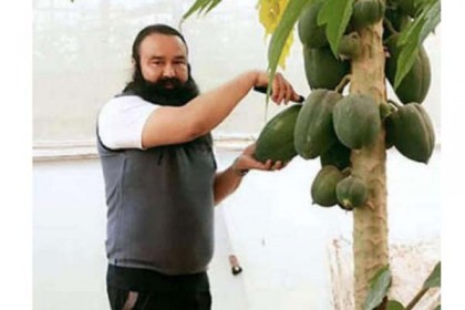 ৫ হাজার টাকায় এক একটা পেঁপে বিক্রি করতেন রাম রহিম!
