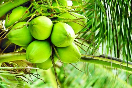 জেনে নিন ডাবের পানির উপকারিতা ও অপকারিতা!