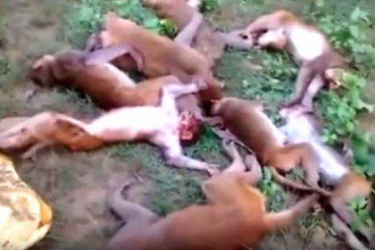 বাঘের ভয়ে ‘হার্ট অ্যাটাক’, মারা গেল ১২ টি বানর! (ভিডিও)