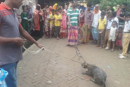 সাভারে ধরা পড়ল বিরল প্রজাতির 'মেছো বাঘ'
