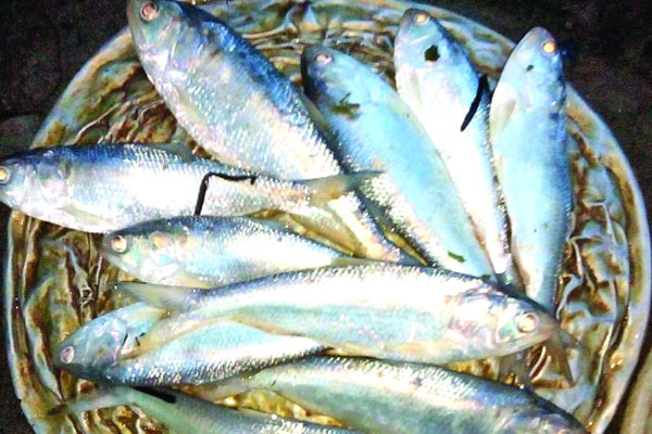 হাকালুকি হাওরে রুপালি ইলিশ