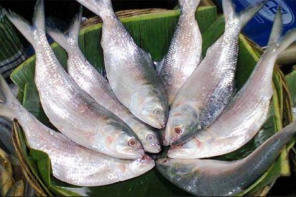 আগামী ১ অক্টোবর থেকে ইলিশ ধরা নিষিদ্ধ 