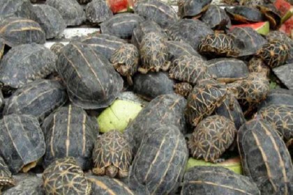 রাজধানীতে ৬৪০টি বিরল প্রজাতির কচ্ছপ উদ্ধার