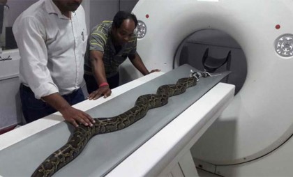 অজগরের সিটি স্ক্যান
