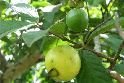 পেয়ারার পুষ্টিগুণ ও উপকারিতা
