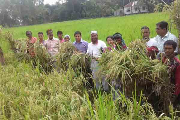 পার্বতীপুরে আগাম আমন ধান কাটার উৎসব