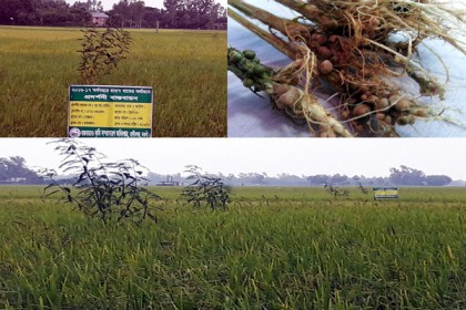 নওগাঁয় জনপ্রিয় হচ্ছে 'লাইভ পার্চিং'