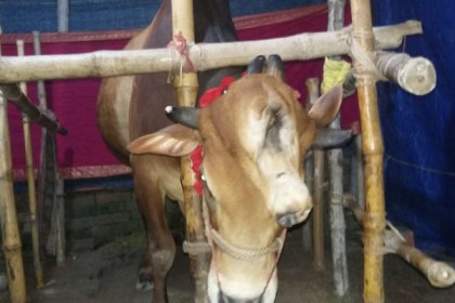 দুই মাথা-তিন চোখ-চার শিংয়ের গরু!