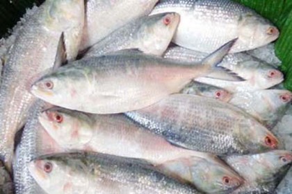 কাল থেকে মেঘনা নদীতে ইলিশ ধরা বন্ধ