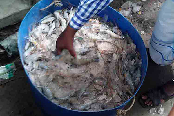 শরণখোলায় বিষ মিশ্রিত ৪ মণ চিংড়ি জব্দ