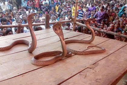 শৈলকুপায় ঐতিহ্যবাহী ঝাপান খেলায় উপচে পড়া ভিড়