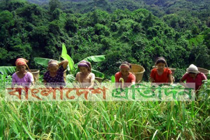 জুমের হাসিতে হাসছে পাহাড়