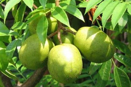 কোষ্ঠকাঠিন্য ও ডায়াবেটিস প্রতিরোধে আমড়া!