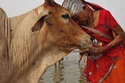 ভারতে গরু মেরে সাম্প্রদায়িক অশান্তি সৃষ্টির ষড়যন্ত্র ফাঁস