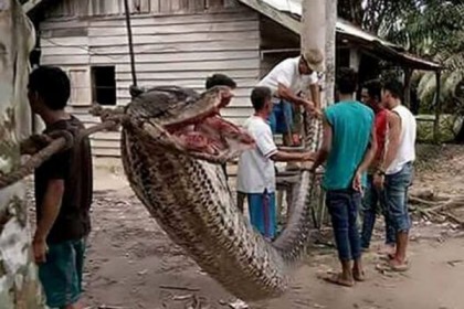শেষ পর্যন্ত অজগরটি খেয়ে ফেলল গ্রামবাসী