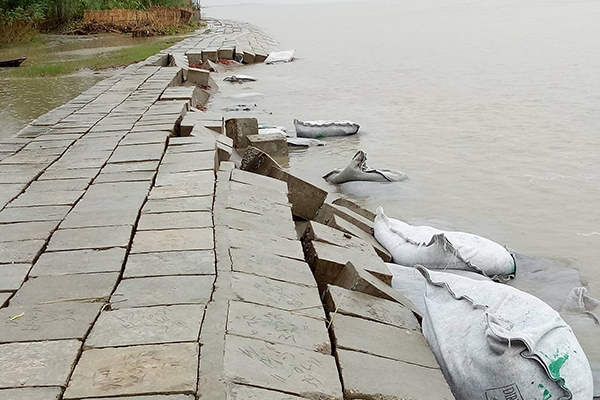 সিরাজগঞ্জে তীর সংরক্ষণ বাঁধের ২০ মিটার যমুনা নদীতে বিলীন