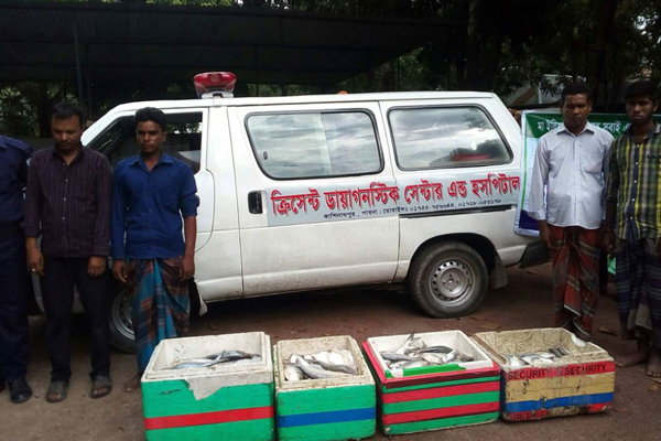 অ্যাম্বুলেন্সে ইলিশ বহন; ৪ মণ ইলিশসহ আটক ৪ 