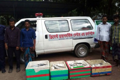 অ্যাম্বুলেন্সে ইলিশ বহন; ৪ মণ ইলিশসহ আটক ৪ 