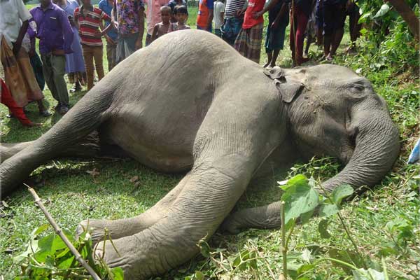 শেরপুরে ৩দিনে দুই বন্যহাতির মৃত্যু