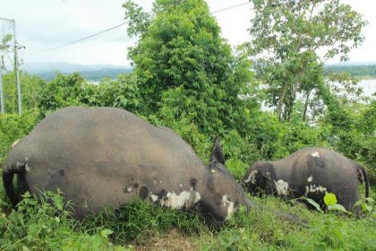 গ্রামবাসীর পাতা ফাঁদে প্রাণ হারাল আরও এক হাতি