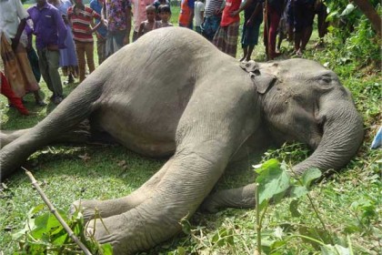 শেরপুরে ৩দিনে দুই বন্যহাতির মৃত্যু