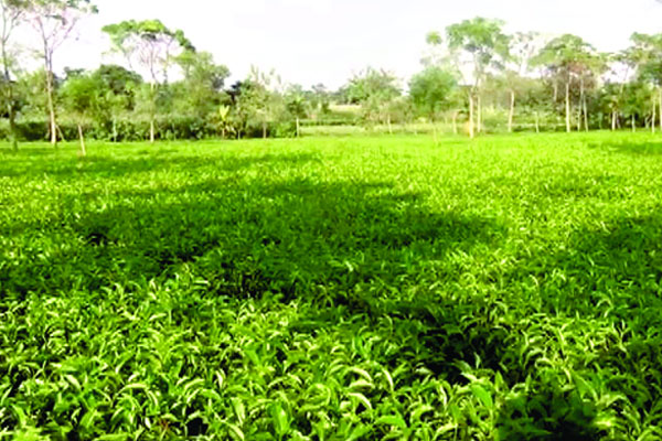 বিপুল সম্ভাবনা তেঁতুলিয়ায়