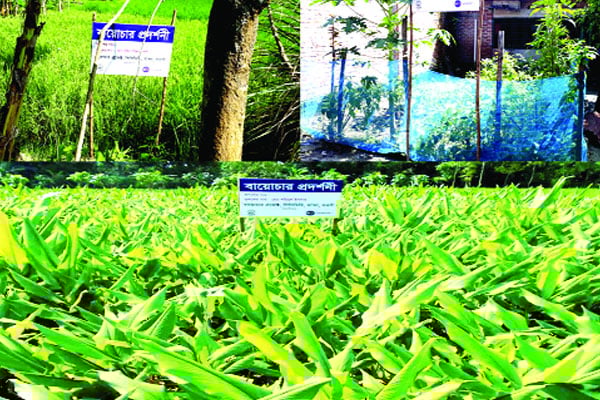 বায়োচার ব্যবহারে অধিক ফলন