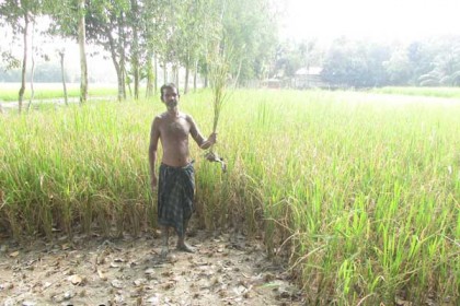 গোড়া ও পাতা পচন রোগে আক্রান্ত ধান, দিশেহারা কৃষক