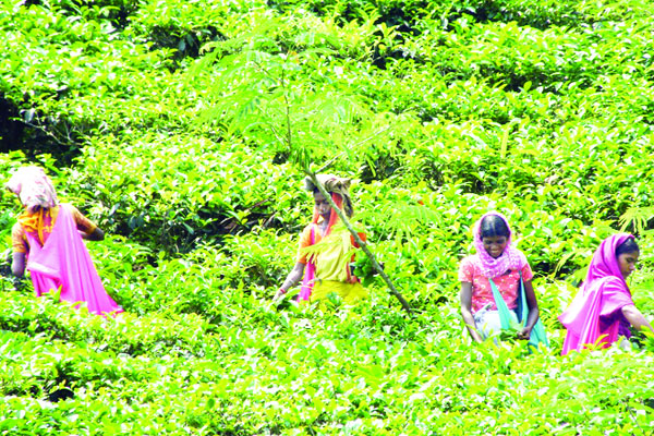 সিলেটের চা শিল্পে নতুন সম্ভাবনা