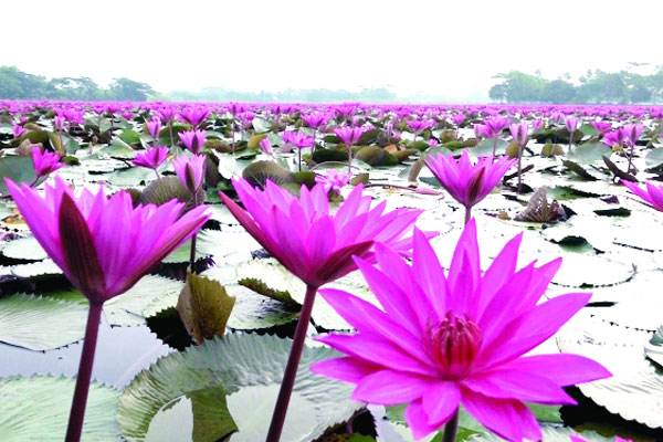 রঙবেরঙের শাপলা বিল