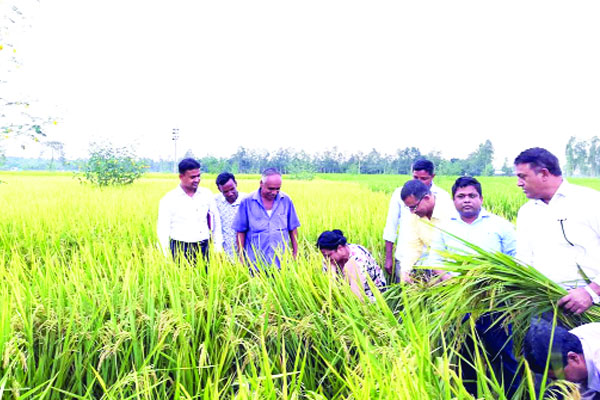 উচ্চ ফলনশীল ধানের বাম্পার ফলন