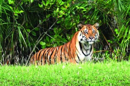 মানুষ মারার দায়ে বিচারের কাঠগড়ায় বাঘ
