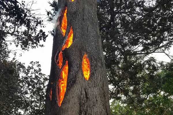 গাছ নয় যেন জ্বলন্ত চিমনি, দেখুন ভিডিও
